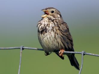Corn Bunting &copy; Andy Hay/RSPB images